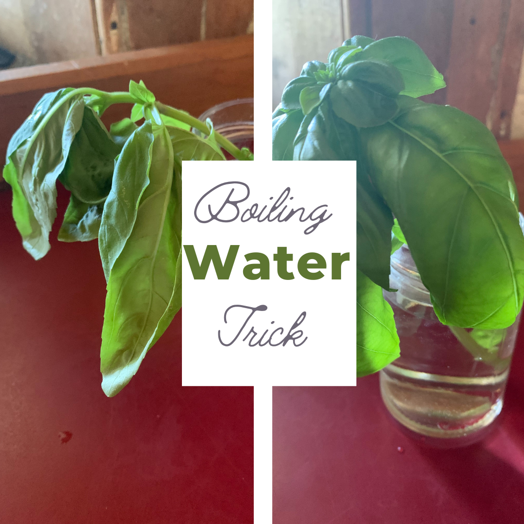Revive Your Floppy Flowers Or Herbs With This Simple Hack Fresh From revive-your-floppy-flowers-or-herbs-with-this-simple-hack-fresh-from