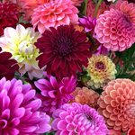 Dazzling Dahlias