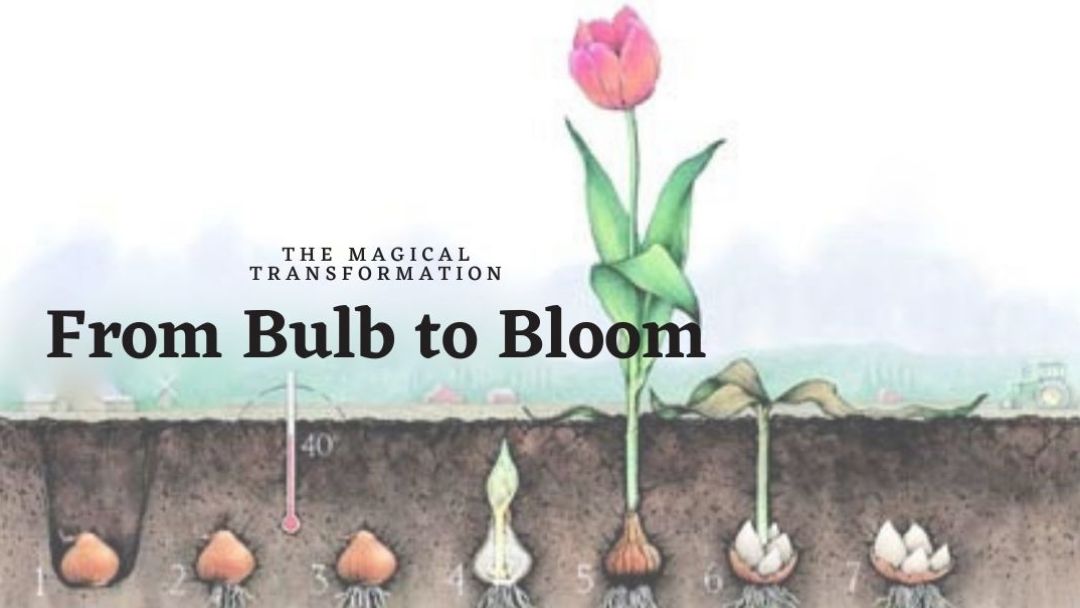 The Magical Transformation of a Tulip – Fresh From Maple Ridge Farm
