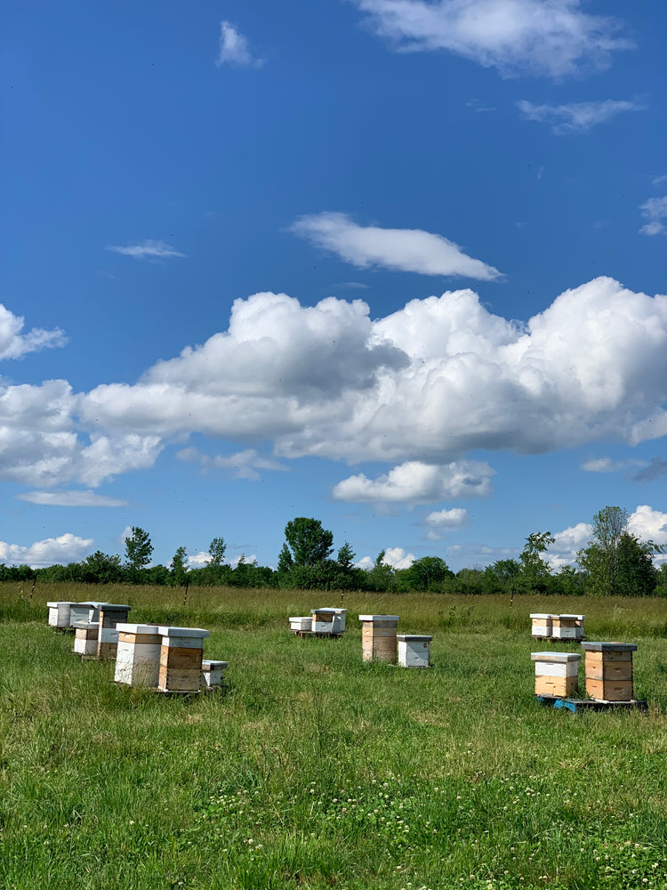 The Healing Hum of the Hives