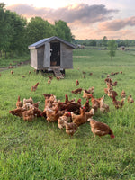 Free Range Pastured Hens 