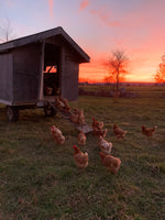 Are Pastured Eggs Worth It?