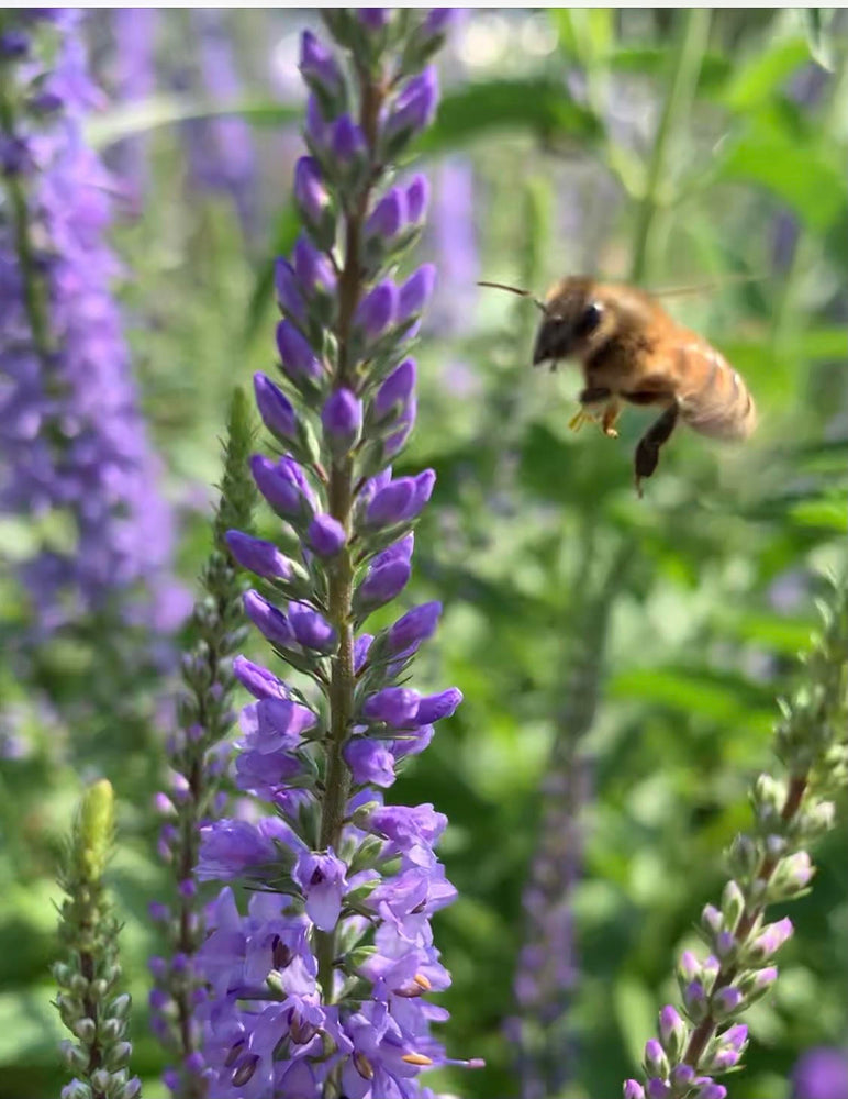3 ways you can help the pollinators