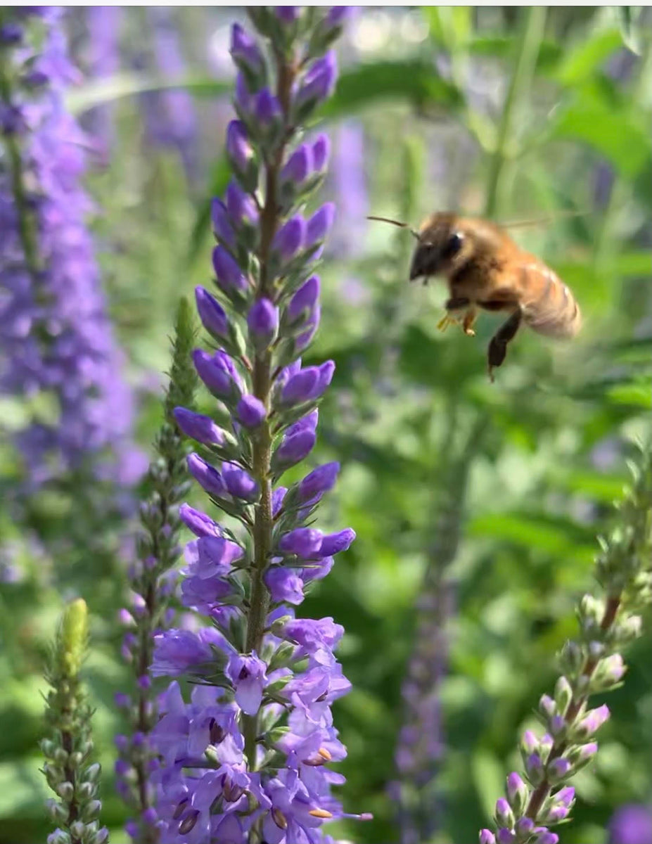 3 ways you can help the pollinators – Fresh From Maple Ridge Farm
