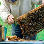 Beekeeping as a hobby