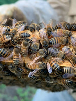 Discover the joys of beekeeping with our "Learn to Beekeep" program!
