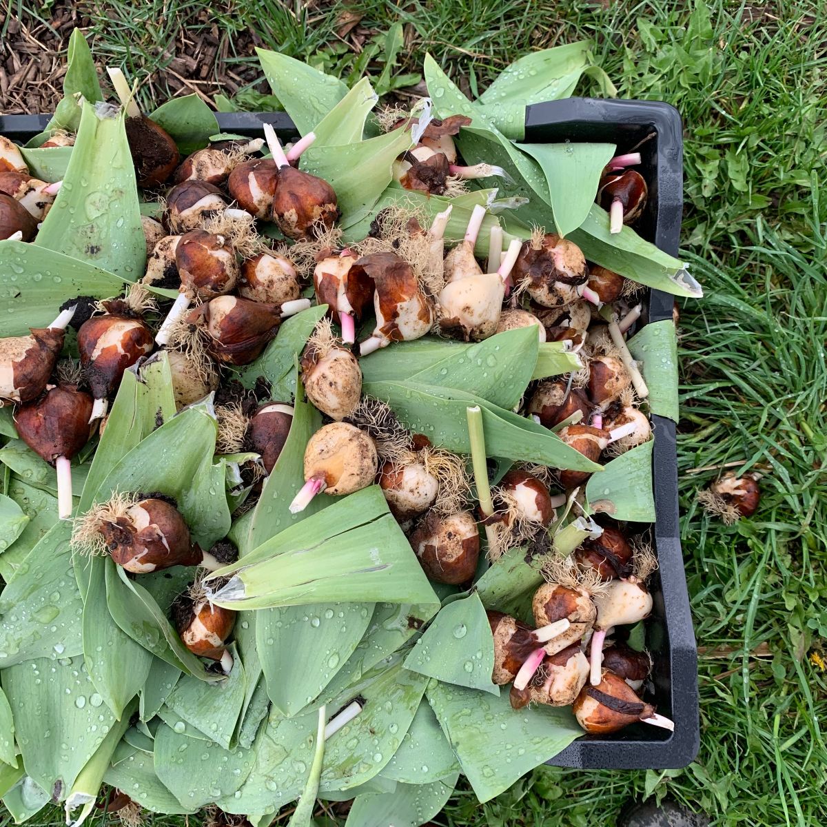 Gasp! Why we compost our tulip bulbs... Fresh From Maple Ridge Farm