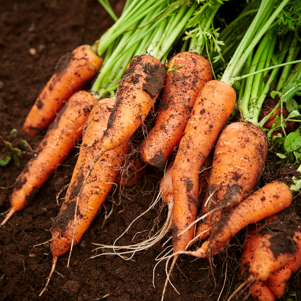 Jump into June Gardening!