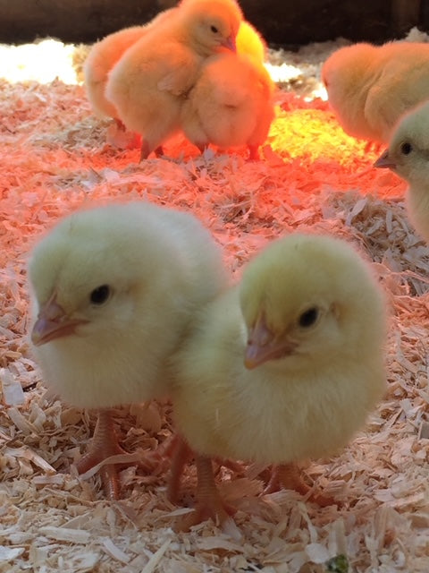The chicks have arrived!