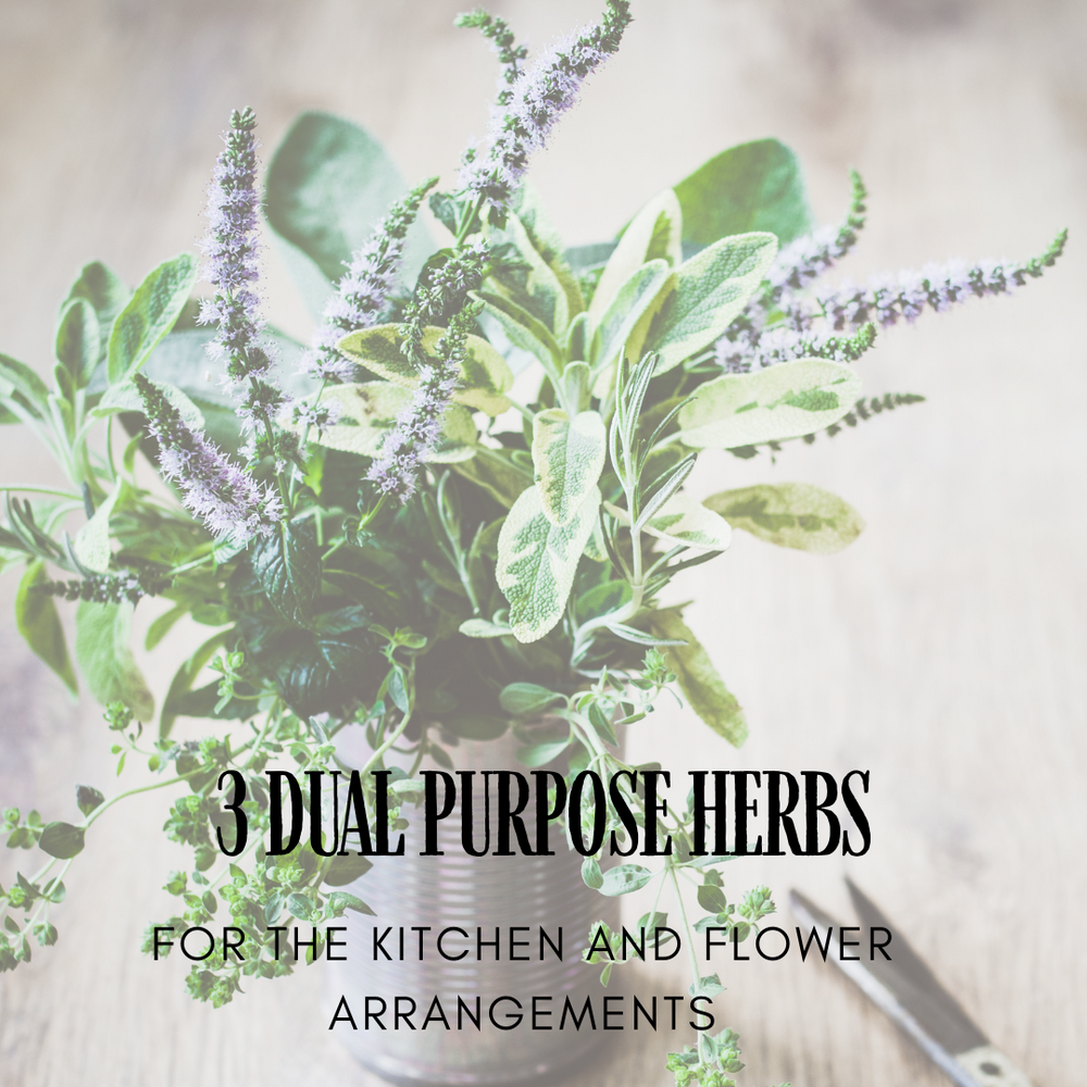 3 Dual Purpose Herbs to grow as a cut flower and for your kitchen