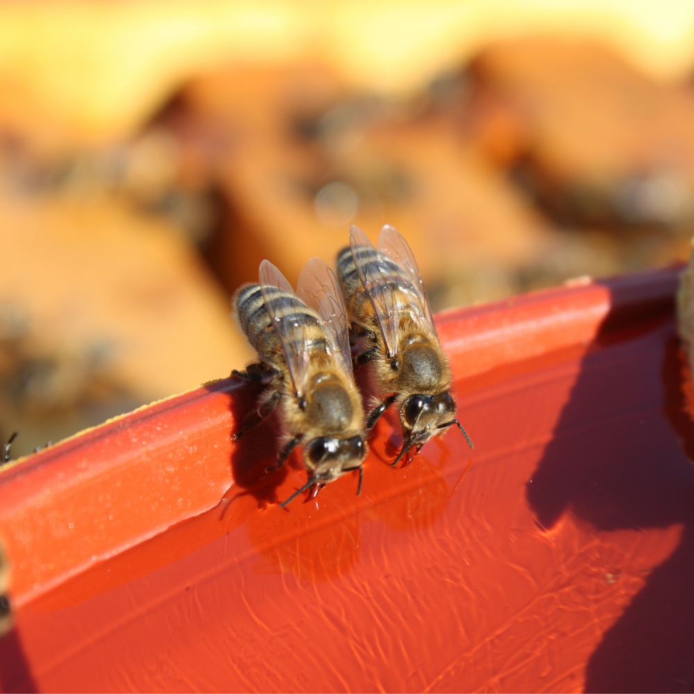 Creating a Bee-Friendly Watering Station for Your Garden