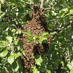 Winning the Bee Lottery!