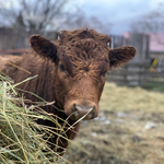 It's weaning time around here