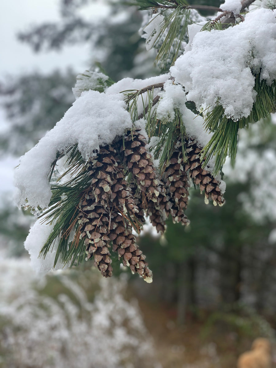 Holiday Workshops – Fresh From Maple Ridge Farm