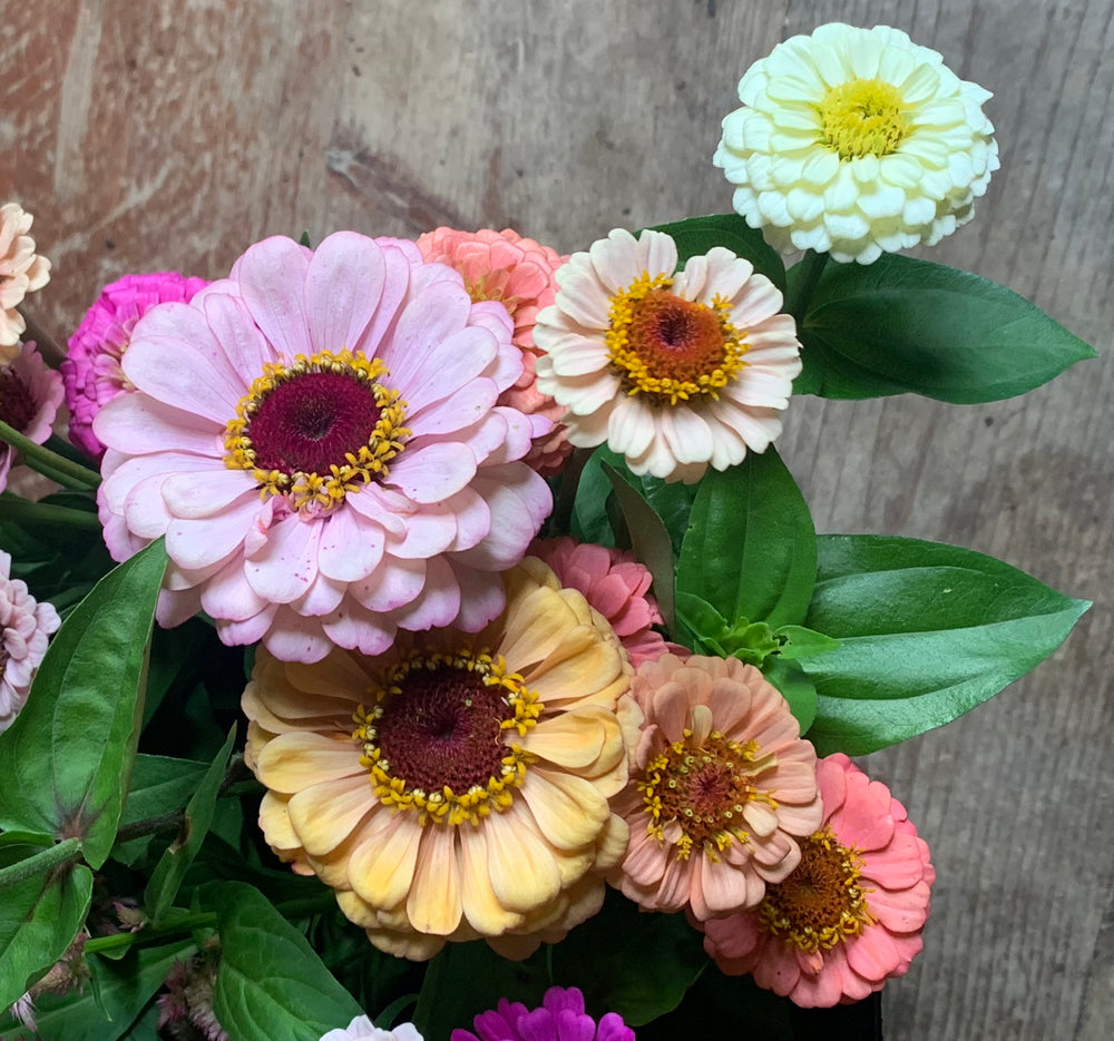 
                  
                    Hand Gathered Zinnia Seeds
                  
                