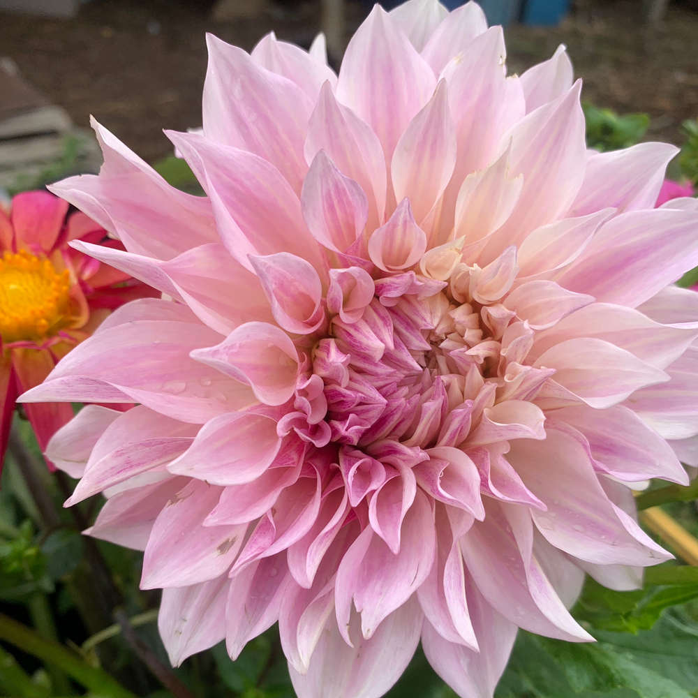 
                  
                    Growing Dahlias Workshop
                  
                