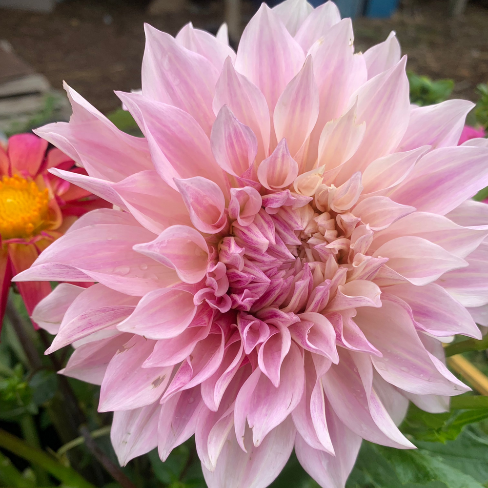 
                  
                    Dahlia Bouquet
                  
                