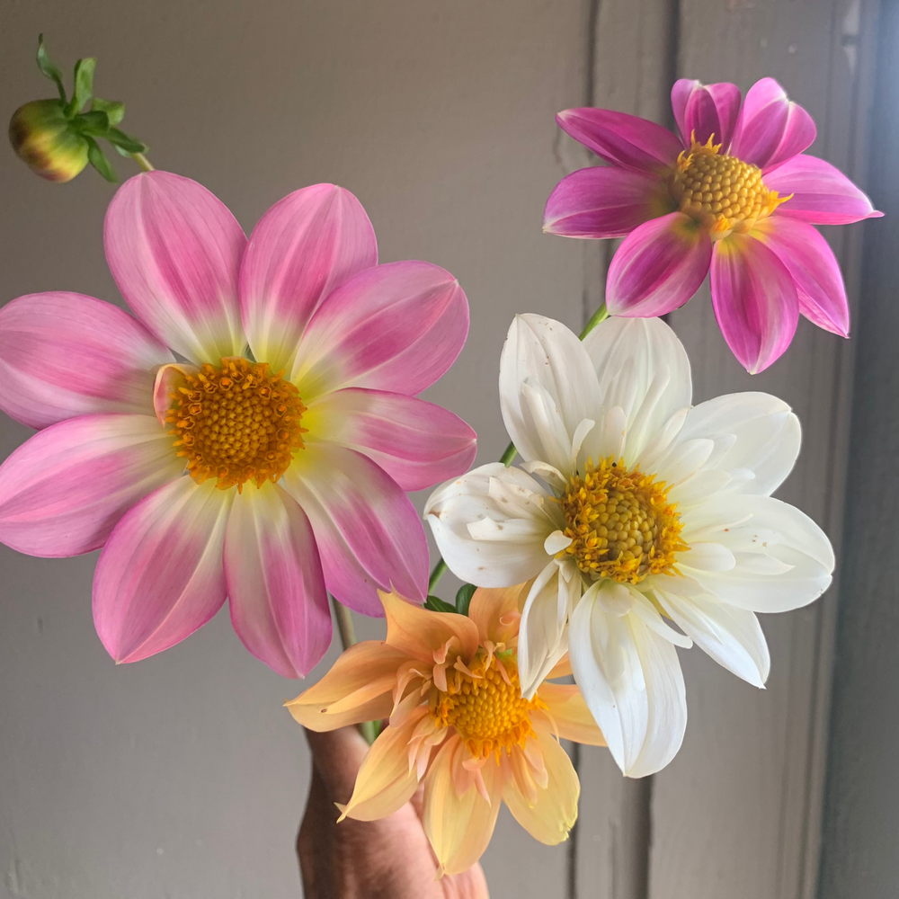 
                  
                    Hand Gathered Dahlia Seeds
                  
                