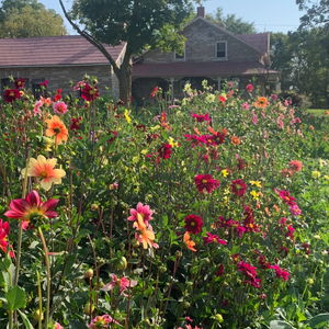 
                  
                    Growing Dahlias Workshop
                  
                