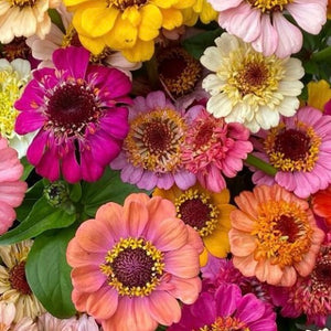 
                  
                    Hand Gathered Zinnia Seeds
                  
                