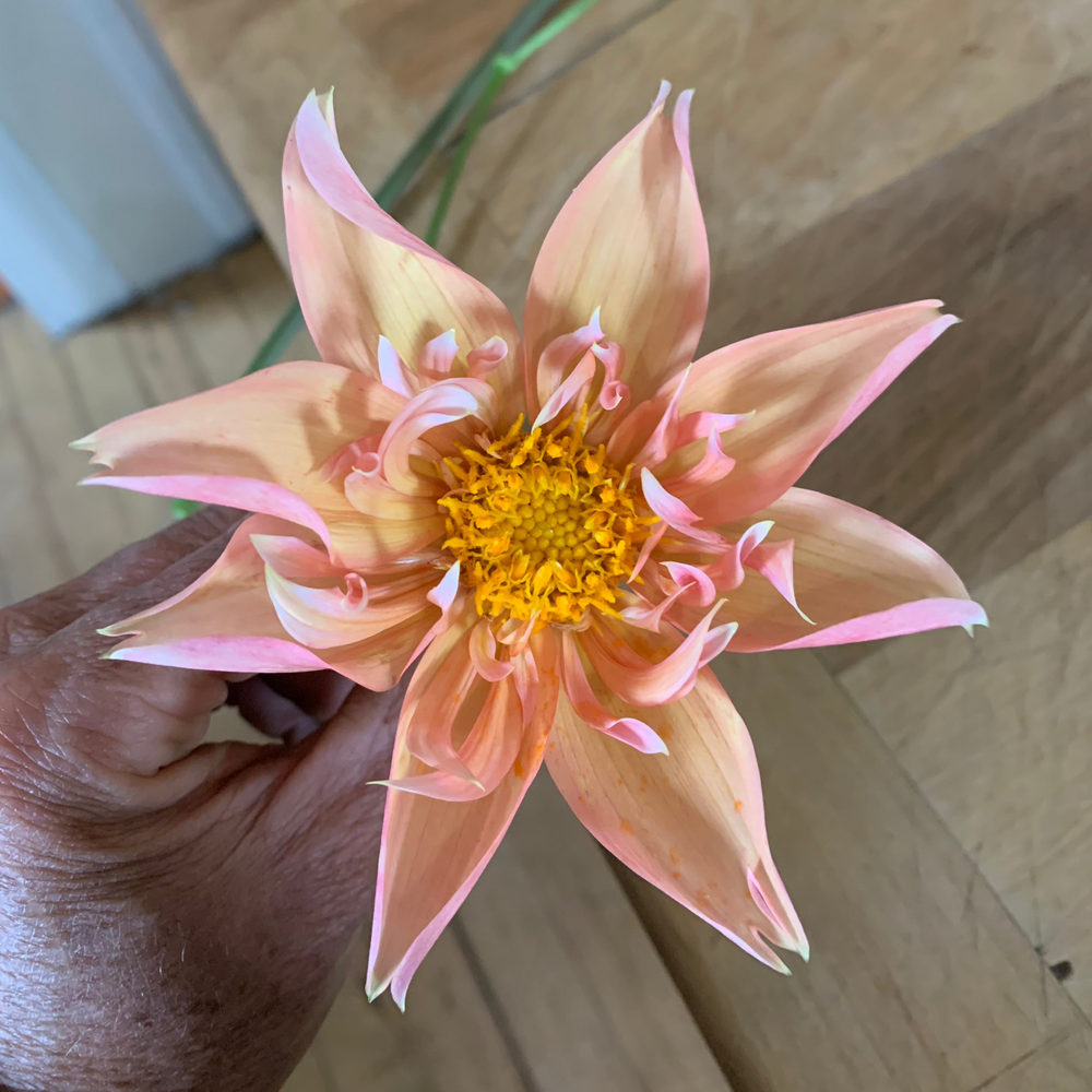 
                  
                    Hand Gathered Dahlia Seeds
                  
                