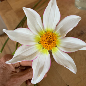 
                  
                    Hand Gathered Dahlia Seeds
                  
                