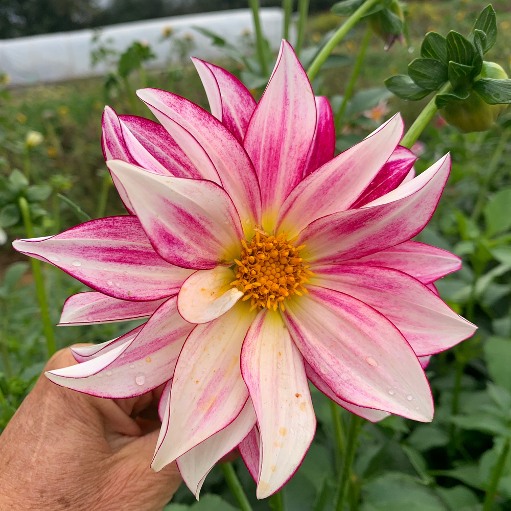 
                  
                    Hand Gathered Dahlia Seeds
                  
                