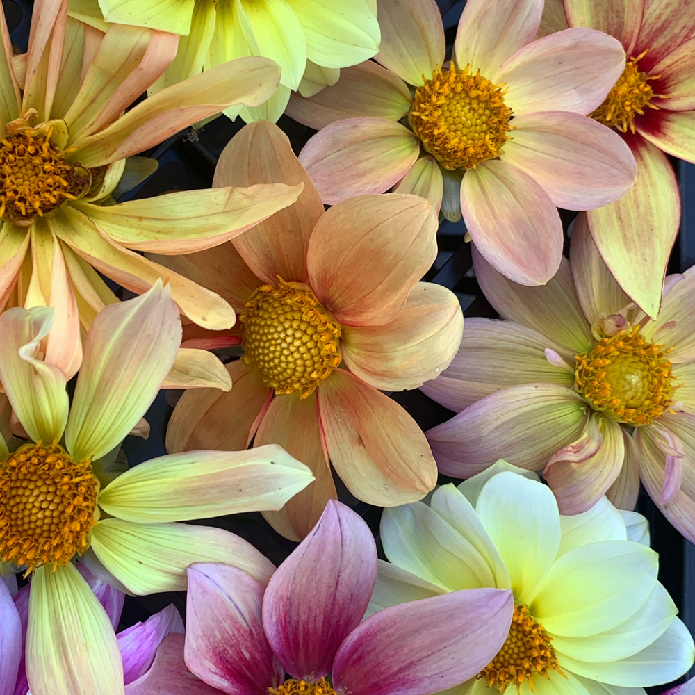 
                  
                    Hand Gathered Dahlia Seeds
                  
                