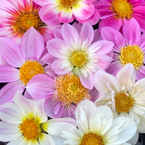 
                  
                    Hand Gathered Dahlia Seeds
                  
                