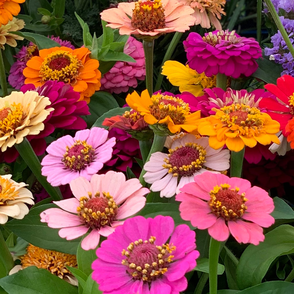 
                  
                    Hand Gathered Zinnia Seeds
                  
                