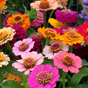 
                  
                    Hand Gathered Zinnia Seeds
                  
                