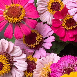 
                  
                    Hand Gathered Zinnia Seeds
                  
                