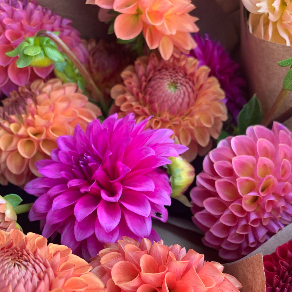 
                  
                    Dahlia Bouquet
                  
                
