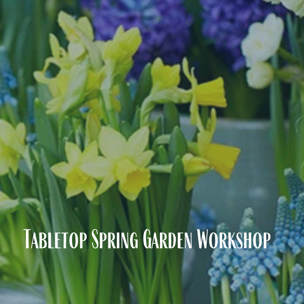Spring Tabletop Garden Workshop – Fresh From Maple Ridge Farm