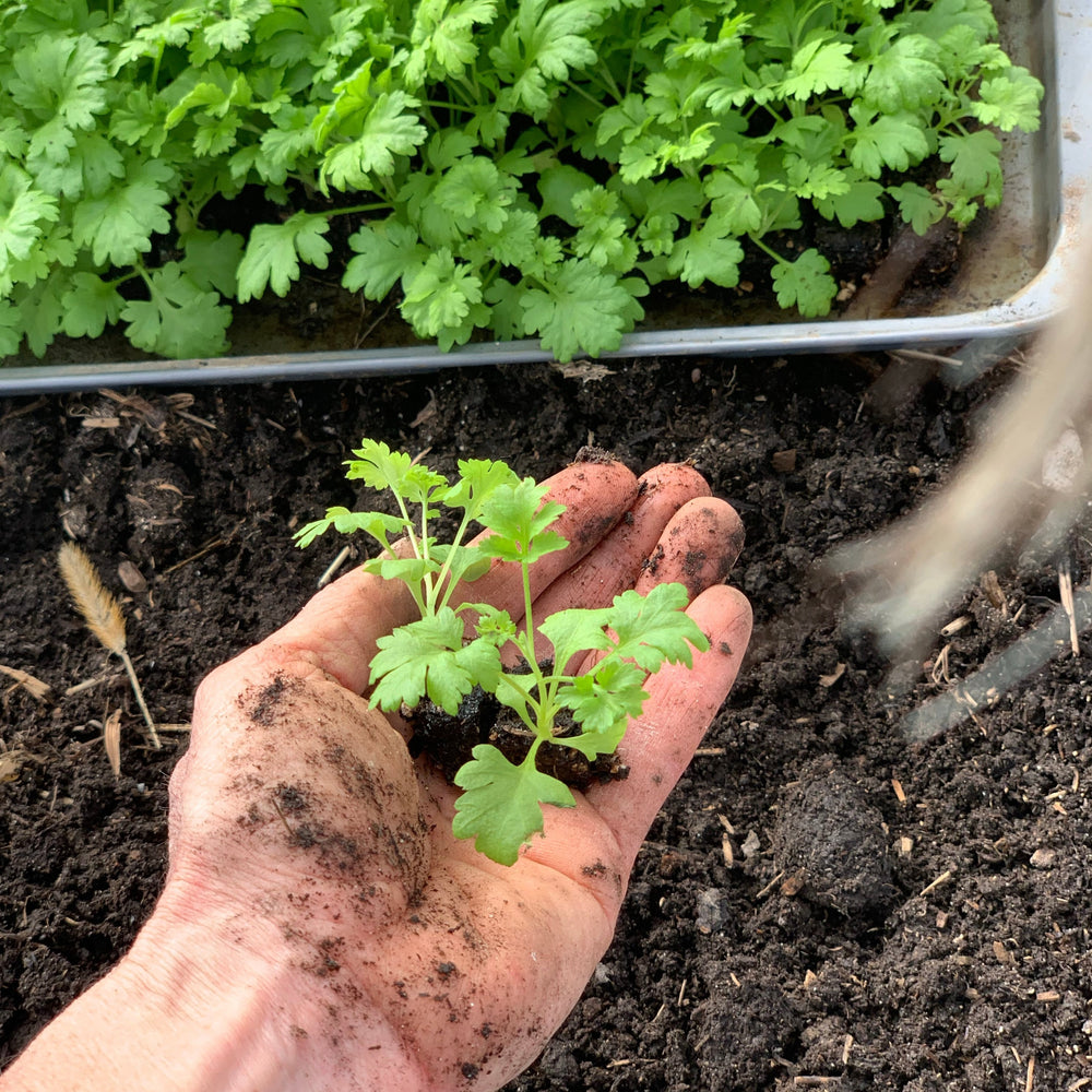 Seed Starting Workshop