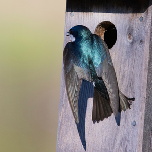 
                  
                    Tree Swallow Nesting Box
                  
                